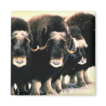 Musk Oxen Fridge Magnet