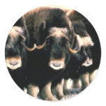 Musk Oxen stickers