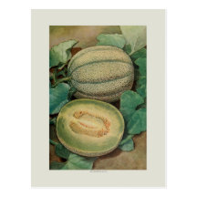 Muskmellon Post Card