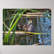 muskovy duckling print