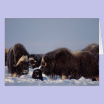 muskox, Ovibos moschatus, bull and cow with cards