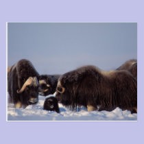 muskox, Ovibos moschatus, bull and cow with postcards