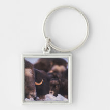 muskox, Ovibos moschatus, cow with newborn, Key Chains