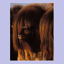 muskox, Ovibos moschatus, newborn calf between postcards