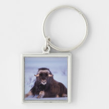 muskox, Ovibos moschatus, young bull on the Keychains