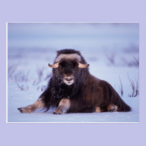 muskox, Ovibos moschatus, young bull on the postcards