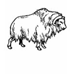 Muskox t-shirts