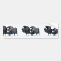 Muskoxen Bumper Stickers