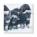 Muskoxen Refrigerator Magnets