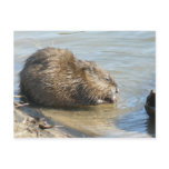 Muskrat Postcard.
