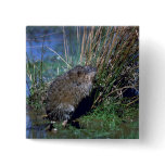 Muskrat standing up on hind legs in marsh buttons