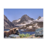 Muskus in Greenland postcards