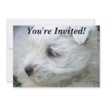Must Love Dogs Party Invitations