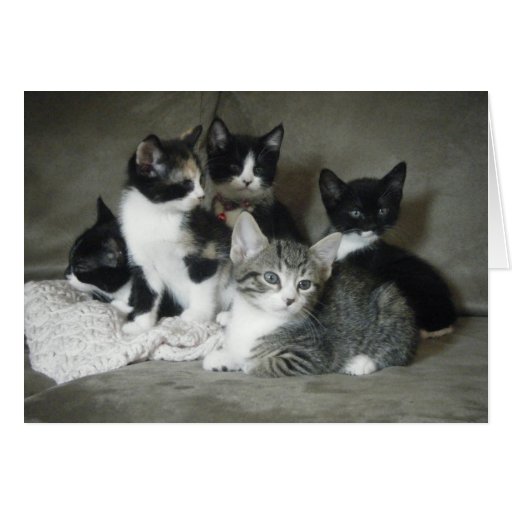 Must Love Kittens Greeting Cards