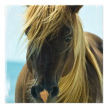Mustang Horse Invitation