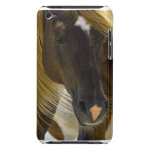 Mustang Horse Photo  iTouch Case iPod Touch Case