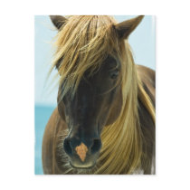 Mustang Postcard