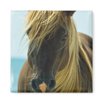 Mustang Square Magnet
