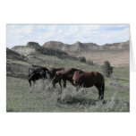 Mustang Trio Cards