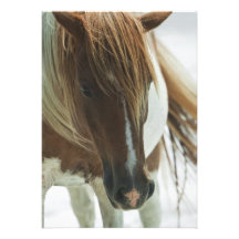 Mustang Wild Horse Invitation