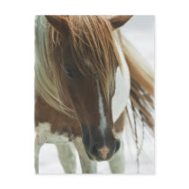 Mustang Wild Horse Postcard