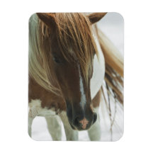 Mustang Wild Horse  Premium Magnet