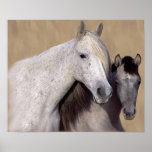 Mustangs Sally and Wilson Print