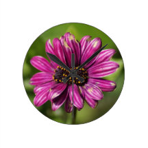 Mutant Osteospermum / Dimorphotheca clock