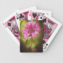 Mutant Osteospermum / Dimorphotheca playing cards