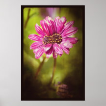 Mutant Osteospermum / Dimorphotheca v.2 Posters