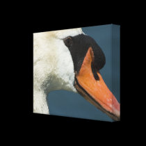 Mute Swan - A Fine Art Print canvas prints