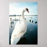 Mute swan, Bosham, Hampshire Poster