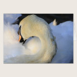Mute Swan cards