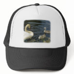 Mute Swan & Cygnets 9R054D-123 hats