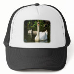 Mute Swan & Cygnets 9R054D-143 hats