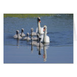 Mute Swan Family Cards