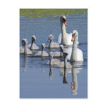Mute Swan Family postcards