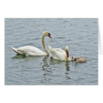 Mute Swan Famly Greeting Cards