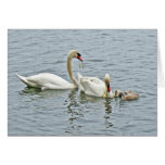 Mute Swan Famly cards