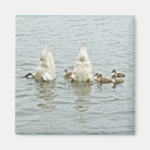 Mute Swan Famly Fridge Magnet