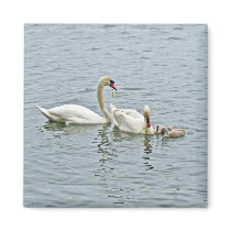Mute Swan Famly Refrigerator Magnet