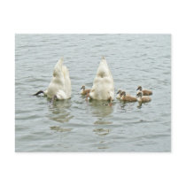 Mute Swan Famly Post Card