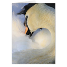 Mute Swan Greeting Card