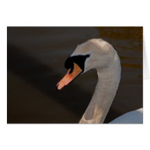 Mute Swan Greeting Cards
