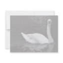 Mute Swan invitations