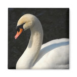 Mute Swan magnets