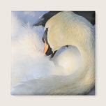 Mute Swan magnets
