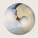 Mute Swan magnets