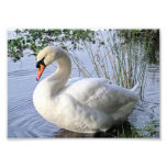 Mute Swan Photo