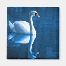 Mute Swan Square Magnet